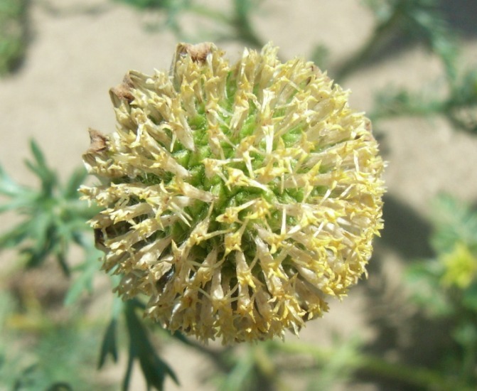 Anthemis maritima / Camomilla marina
